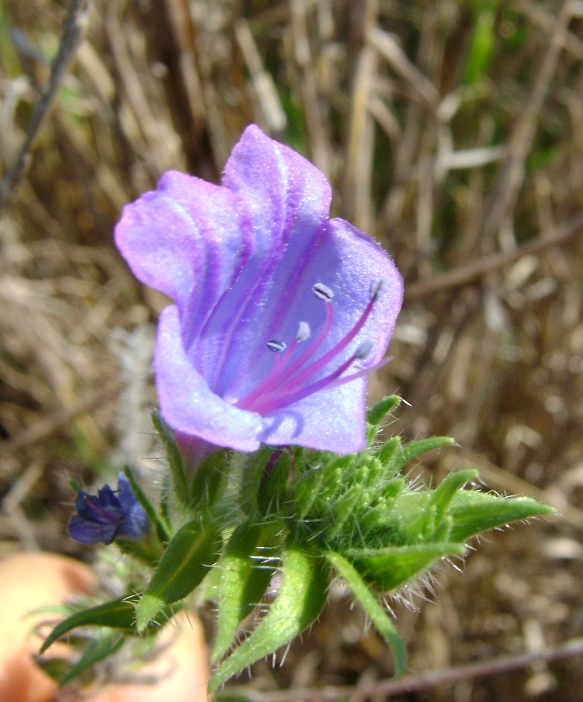 Borago sp. o Buglossoides sp ? no, Echium sp.